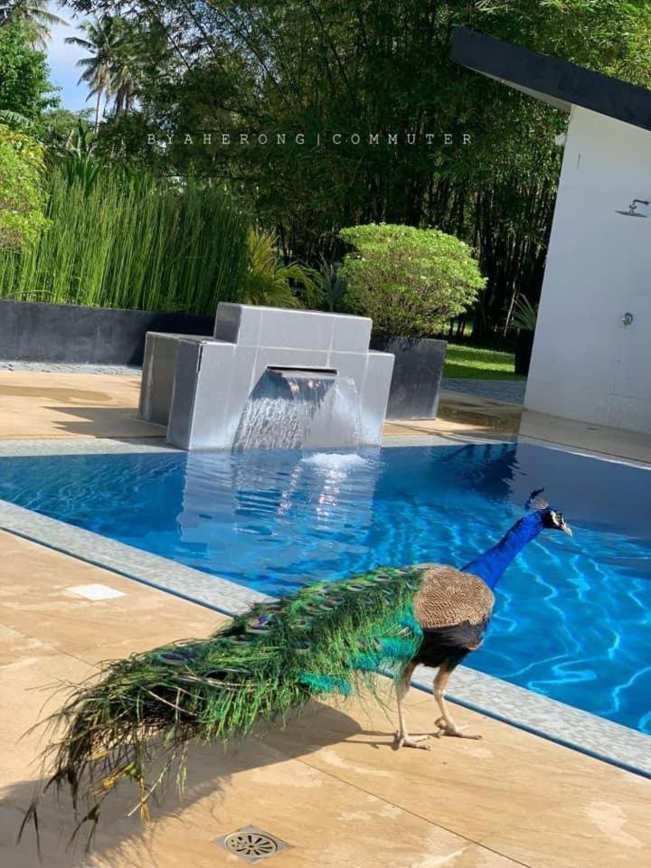 Dreamink Farm Og Myl'S Place Sorsogon Exterior foto